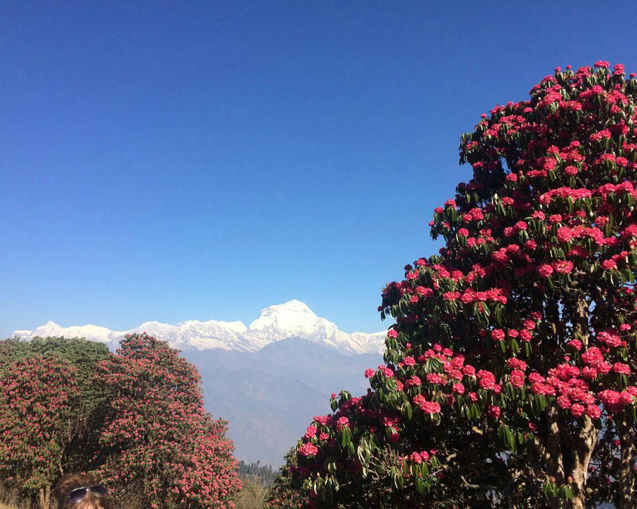 Ghorepani Poon Hill Trek