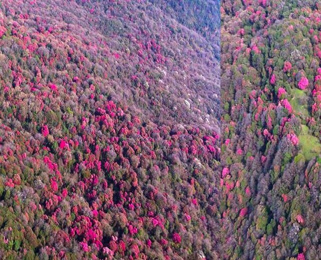 Rhododendron-in-Nepal