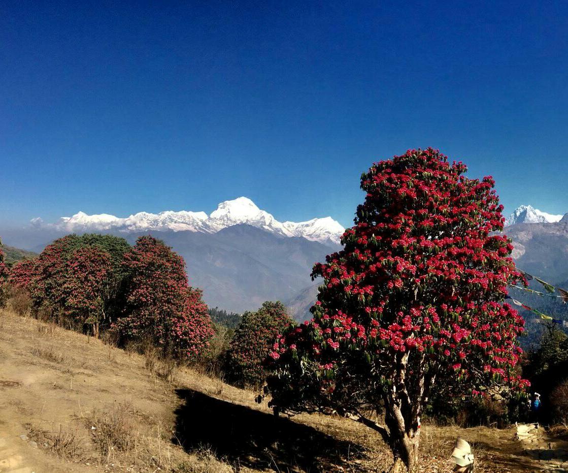 Trek to Annapurna Base Camp