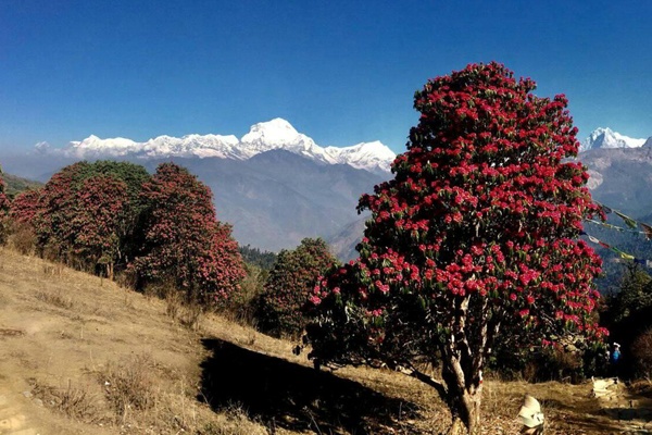 Trekking in Nepal in Spring